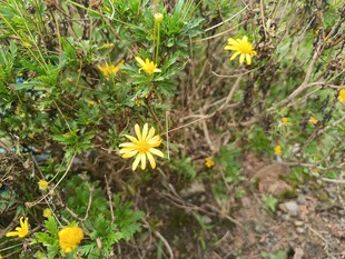黄色小花绽放于绿植间