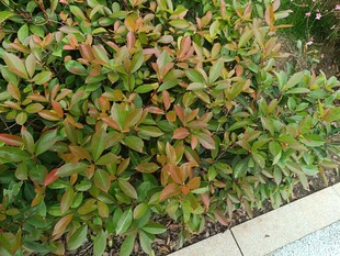 路边多彩灌木丛