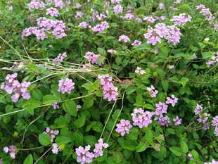 繁茂紫色小花盛开的草地
