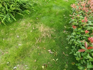 花园中的绿植与花卉