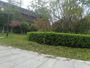 公园中的绿植与步道景观