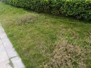 草坪局部枯黄景象