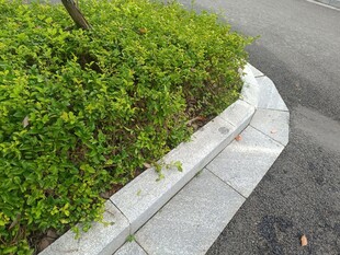 路边绿植与灰色路沿石