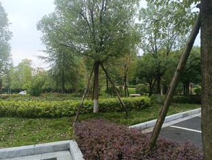 城市中的静谧绿化景观