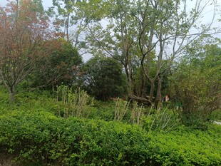 绿意盎然的自然植被景观