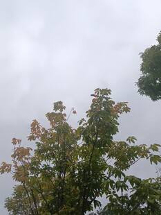 阴天中的繁茂树木