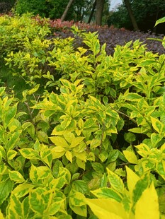 黄绿相间的繁茂植物