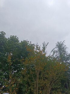 阴天中的繁茂绿植