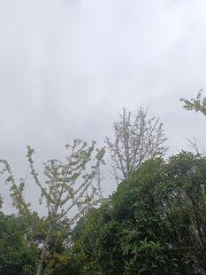 阴天中的繁茂树木景观