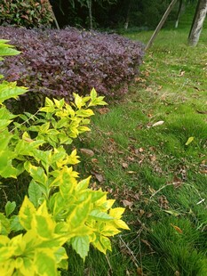多彩植物装点的清新草地