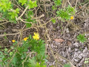 草丛中的黄色小花