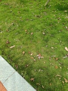 户外草地与边缘石板景象