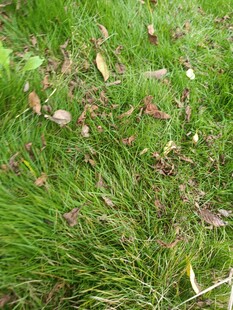 草地上的枯黄落叶