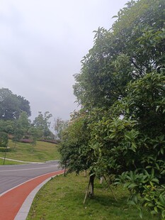 雨中蜿蜒的彩色林间步道