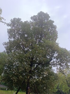 茂盛大树于开阔草地