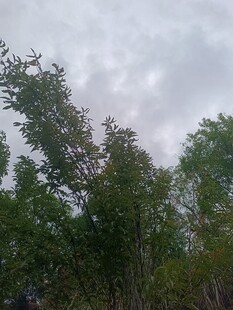 阴天树林中的繁茂绿植