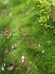 绿意盎然的草地小径