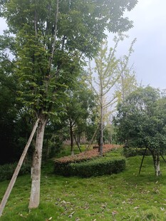 户外绿树成荫的自然景致