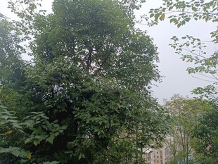 茂密树林中的绿意景致