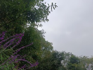 雨中繁茂的绿植与紫色花卉