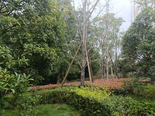 林间绿意盎然的自然景致