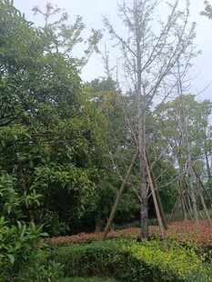 林间光秃树木与繁茂绿植