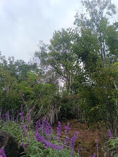 紫色花丛中的绿意景致