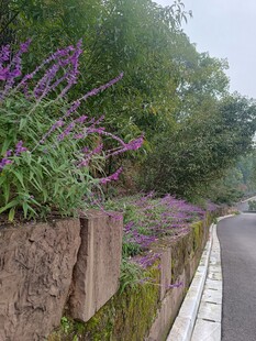 路边紫色花卉景观