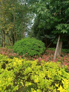 园林绿植景观