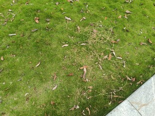 草地边的石板与散落枯叶