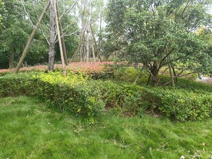 绿意盎然的林间草地景观