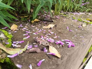 落花铺于木板的自然景致