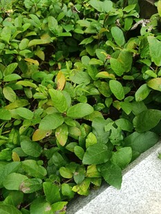 翠绿繁茂的植物景观