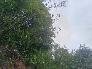 绿意盎然的山林景象