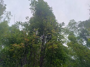 茂密森林中的高大树木