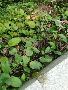 墙边翠绿植物生机盎然