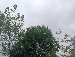 天空下的葱郁树木