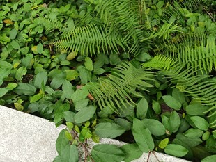 墙边繁茂绿植景观