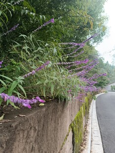 路边紫色花卉与绿植景观