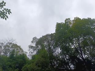 云雾中葱郁的树林