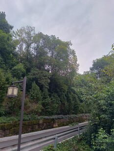 山林间的护栏与葱郁树木