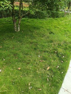 户外绿意盎然的草地场景