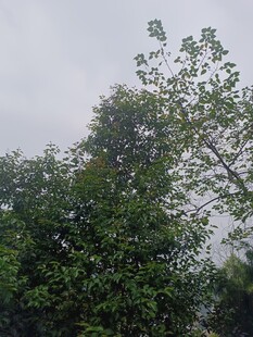 绿叶繁茂的树木景观