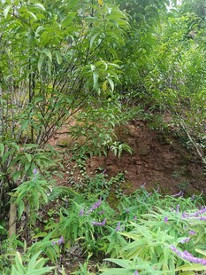 山林间繁茂的绿色植物