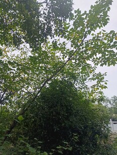 雨中葱郁树木景观