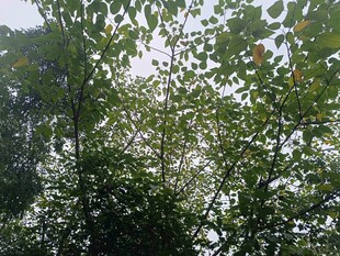 茂密树林中的繁茂枝叶