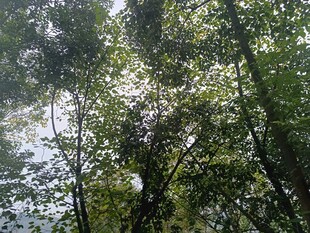 仰视茂密树林树冠