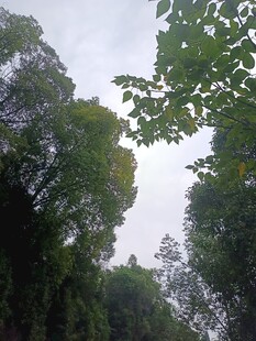 茂密树林中的天空一角