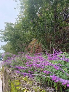 路边紫色花丛美景