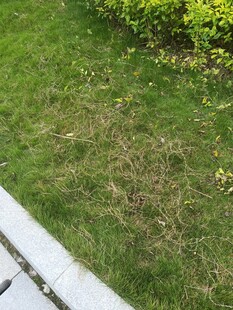 路边草地局部景象